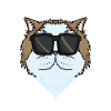 Cool Persian Cat Cat Cat