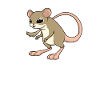 Kawaii Kangaroo