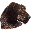 German Stichelhaar Portrait