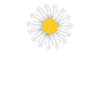 pâquerette PLANT WHISPERER