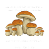 Chasse aux champignons