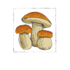 Mushroom Hunting