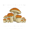 Mushroom Hunting