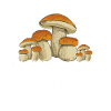 Mushroom Hunting