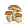Mushroom Hunting