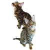 Tabby