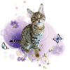 Tabby