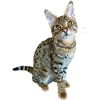 Tabby