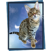 Tabby