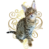 Tabby