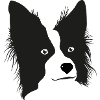 Boarder Collie