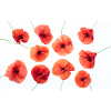POPPY Red White