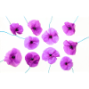 PAVOT Violet