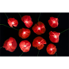 Mohn Blume Black Red