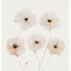 Mohn Blumen Beige Brown