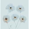 Poppy Flowers Blue Orange