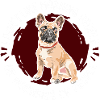 Français Bulldog Frenchie Französische Bulldogge