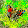 schmetterling