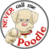 Poodle1 2