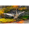 junger Schwan