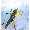 Heuschrecke