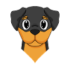 Rottweiler dog dog