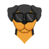 Rottweiler dog dog