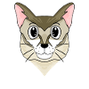 Singapura Katze