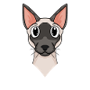 Siamese cat