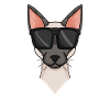Siamkatze - Coole Siamkatze