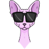 Sphynx cat with sunglasses