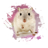 dwarf hamster,hamster,pink,graffiti,painting