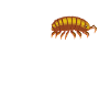 Dear Woodlice