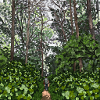 Promenez-vous dans les bois