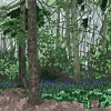 Bluebell Woods