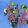 Lilac bush
