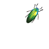 Dear magnificent beetles