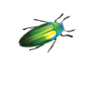 Magnifique Beetle Whisperer