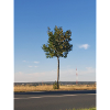 Single sapling