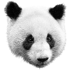 Panda Black White