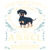 Chien teckel