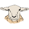 Sheep head