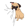 Pug dog eats fabric