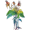 Fleur