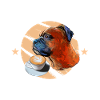 Boxer Chien