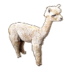Alpaka, Llama, lama, beige,graffiti,bunt