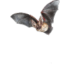 Brown Long-eared Bat