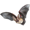 Brown long-eared individually