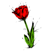 Flower Tulip