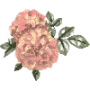 Rose 2